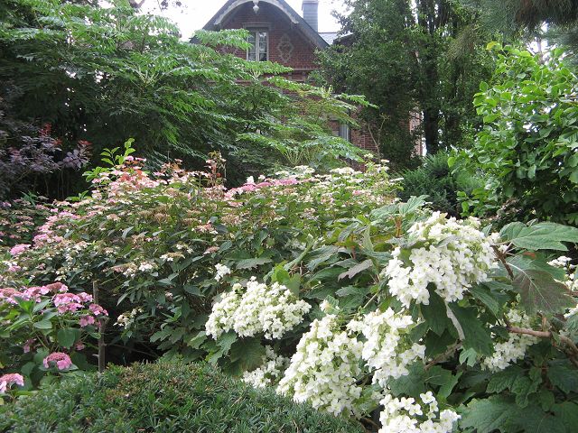 Agapanthe Hortensie